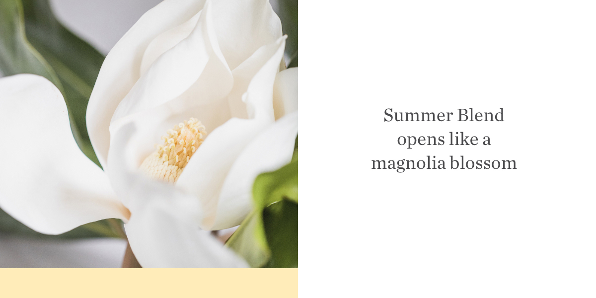 Summer Blend opens like a magnolia blossom