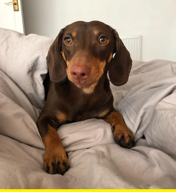 rufus