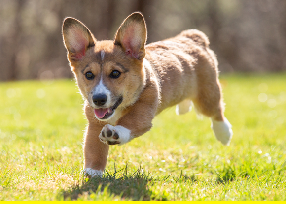 rufus