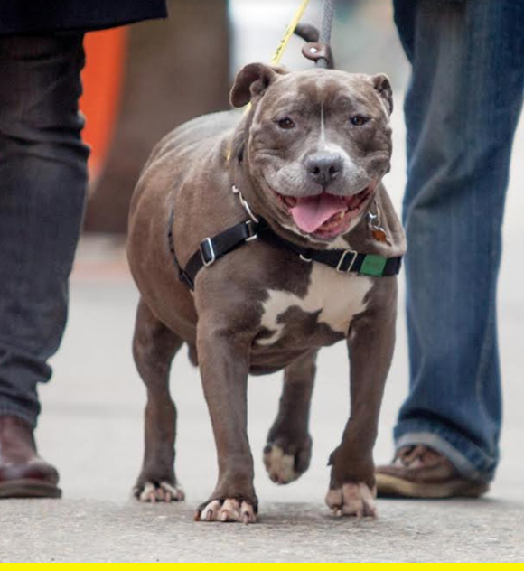 best friends society