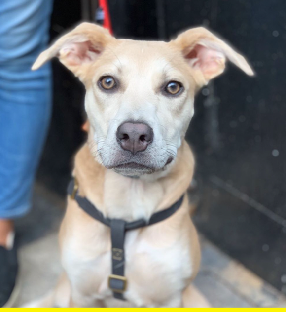 rufus rufus