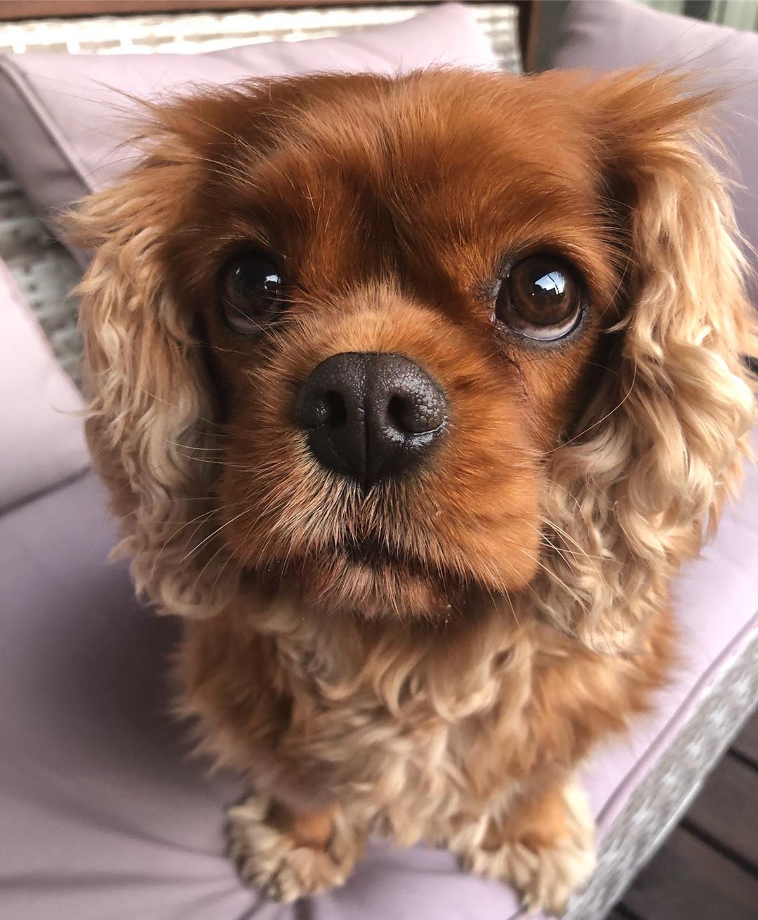 Cannoli