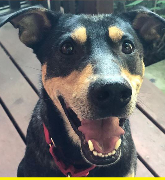 rufus