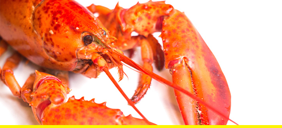 lobster